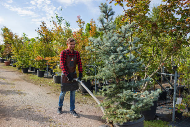 Why Choose Our Tree Removal Services in Pleasant Garden, NC?